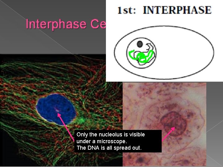 Interphase Cell Only the nucleolus is visible under a microscope. The DNA is all