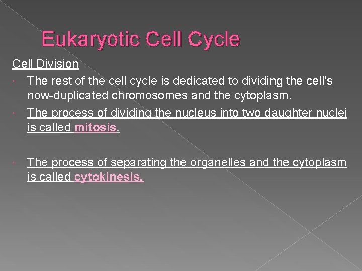 Eukaryotic Cell Cycle Cell Division The rest of the cell cycle is dedicated to