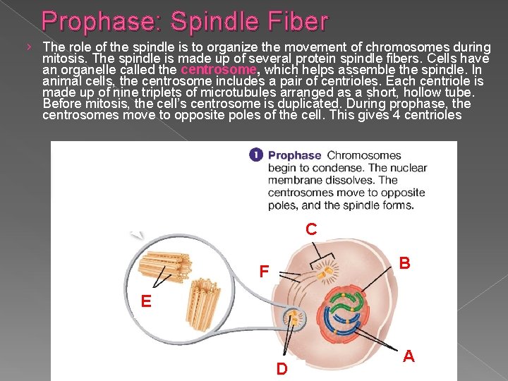 Prophase: Spindle Fiber › The role of the spindle is to organize the movement