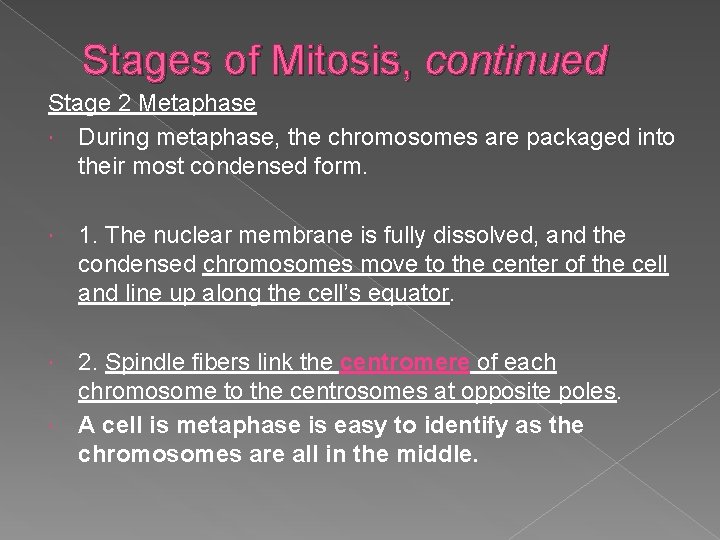 Stages of Mitosis, continued Stage 2 Metaphase During metaphase, the chromosomes are packaged into