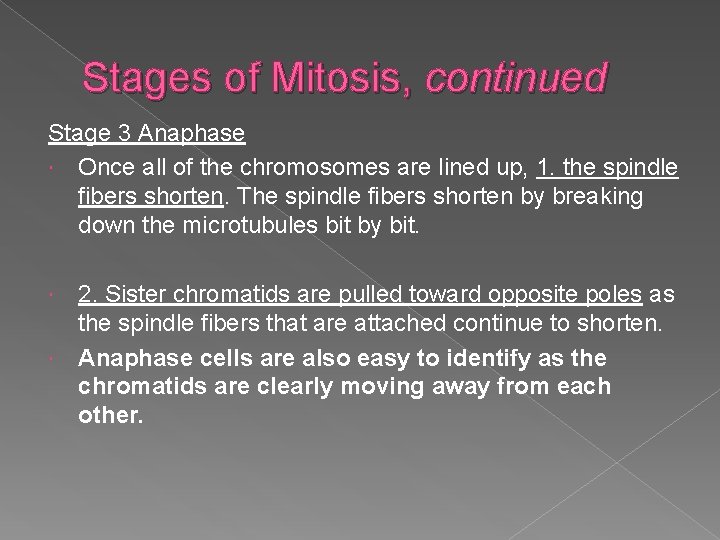 Stages of Mitosis, continued Stage 3 Anaphase Once all of the chromosomes are lined