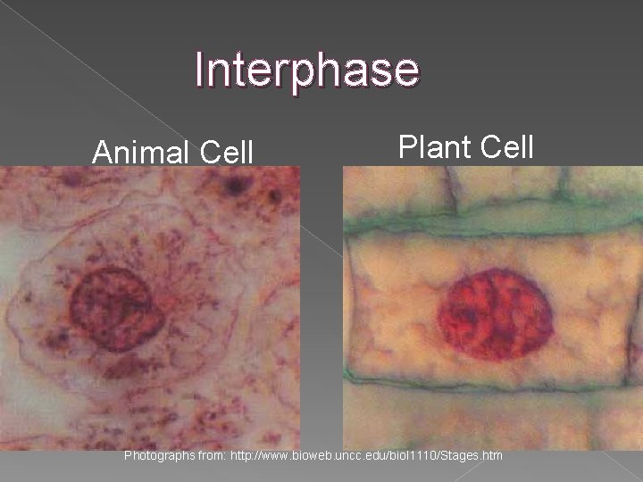 Interphase Animal Cell Plant Cell Photographs from: http: //www. bioweb. uncc. edu/biol 1110/Stages. htm