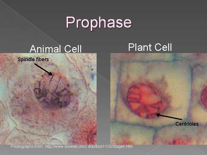 Prophase Animal Cell Plant Cell Spindle fibers Centrioles Photographs from: http: //www. bioweb. uncc.