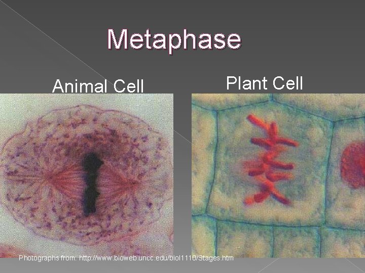 Metaphase Animal Cell Plant Cell Photographs from: http: //www. bioweb. uncc. edu/biol 1110/Stages. htm