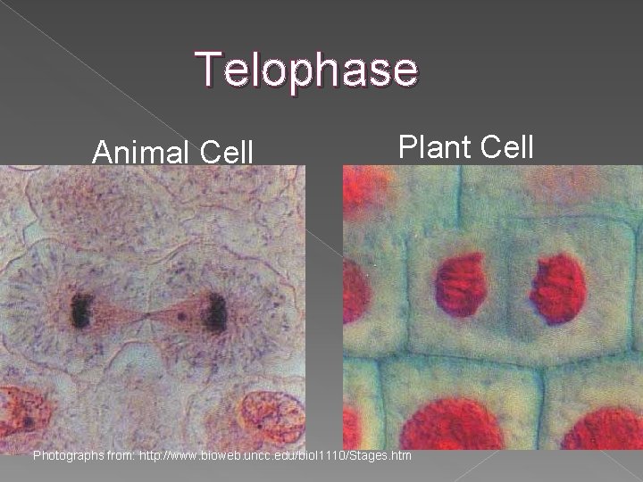 Telophase Animal Cell Plant Cell Photographs from: http: //www. bioweb. uncc. edu/biol 1110/Stages. htm