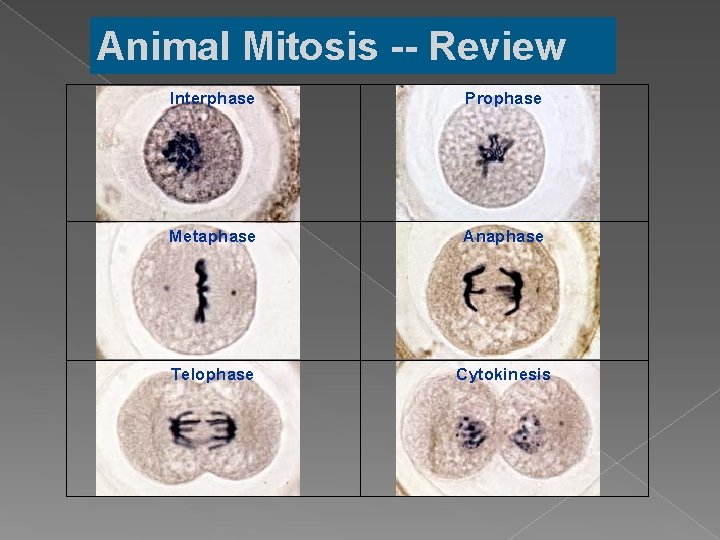 Animal Mitosis -- Review Interphase Prophase Metaphase Anaphase Telophase Cytokinesis 