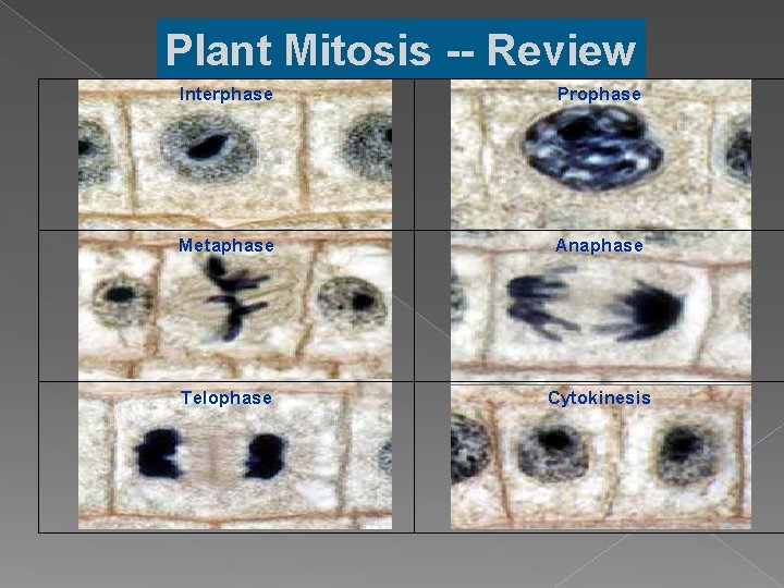 Plant Mitosis -- Review Interphase Prophase Metaphase Anaphase Telophase Cytokinesis 