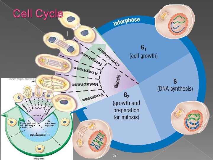 Cell Cycle 35 