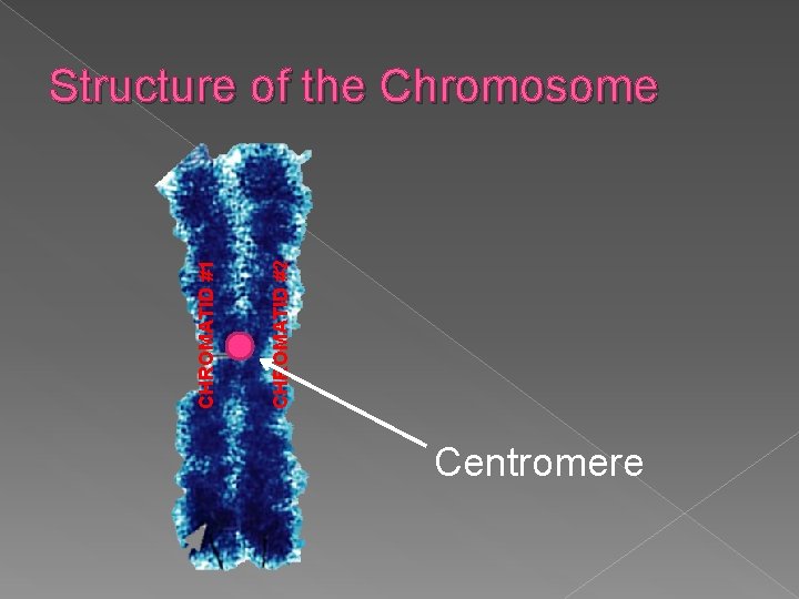 CHROMATID #2 CHROMATID #1 Structure of the Chromosome Centromere 