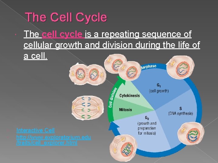 The Cell Cycle The cell cycle is a repeating sequence of cellular growth and