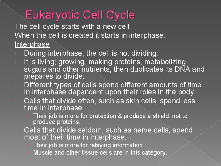 Eukaryotic Cell Cycle The cell cycle starts with a new cell When the cell