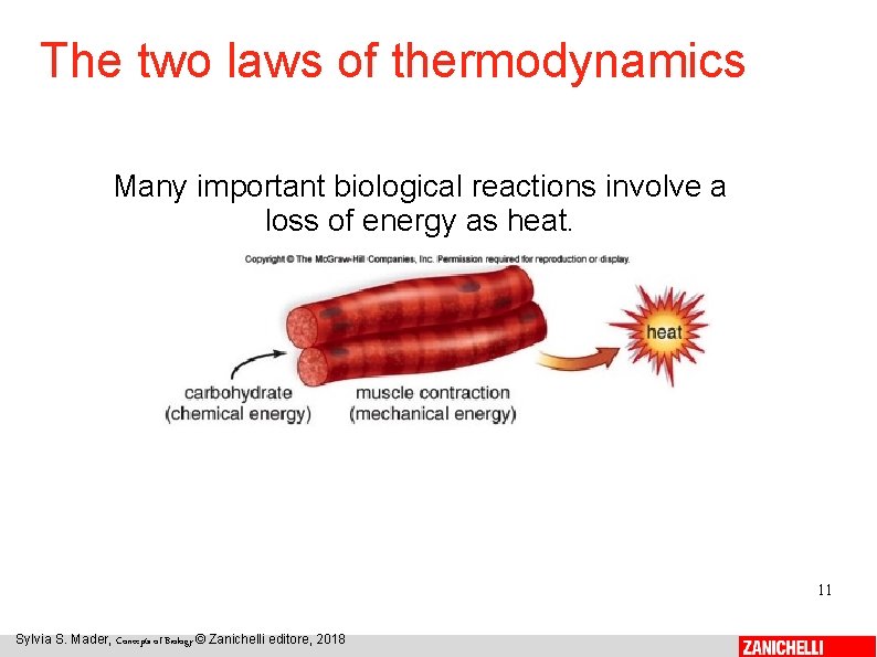 The two laws of thermodynamics Many important biological reactions involve a loss of energy