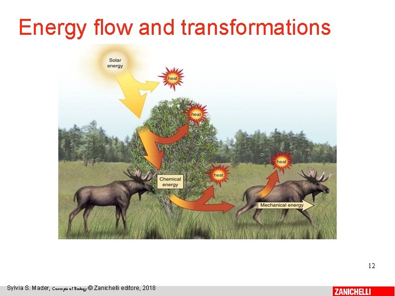 Energy flow and transformations 12 Sylvia S. Mader, Concepts of Biology © Zanichelli editore,