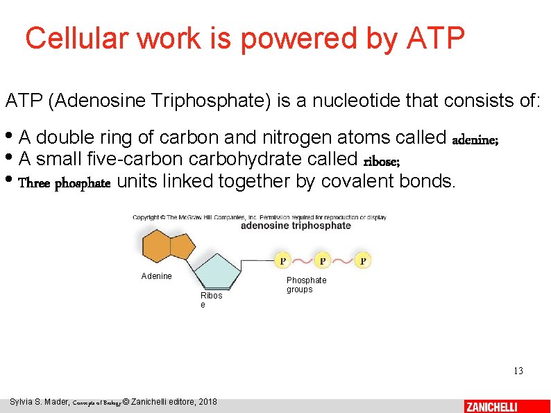 Cellular work is powered by ATP (Adenosine Triphosphate) is a nucleotide that consists of: