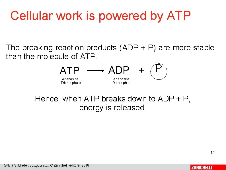 Cellular work is powered by ATP The breaking reaction products (ADP + P) are