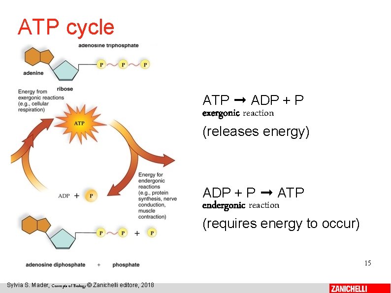 ATP cycle ATP ➞ ADP + P exergonic reaction (releases energy) ADP + P