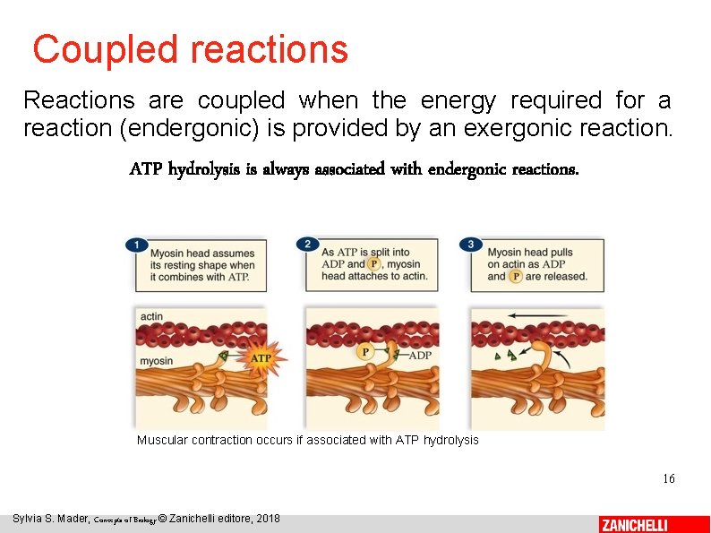 Coupled reactions Reactions are coupled when the energy required for a reaction (endergonic) is