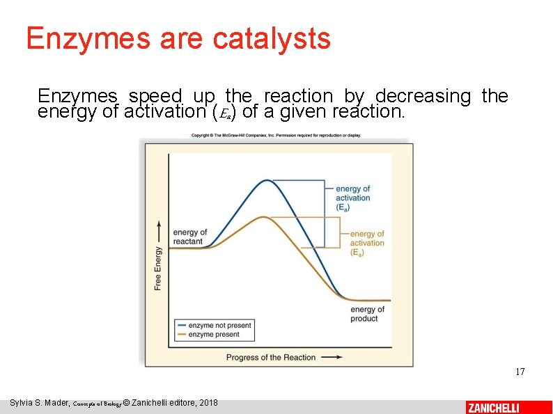 Enzymes are catalysts Enzymes speed up the reaction by decreasing the energy of activation