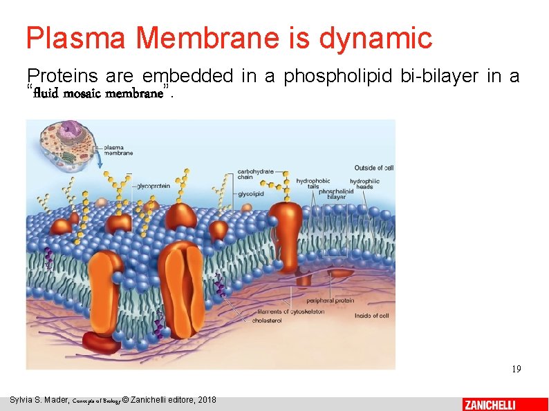 Plasma Membrane is dynamic Proteins are embedded in a phospholipid bi-bilayer in a “fluid