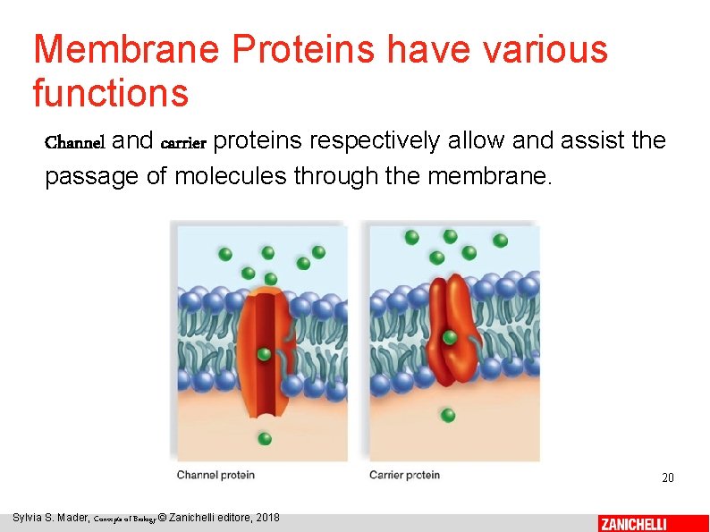 Membrane Proteins have various functions Channel and carrier proteins respectively allow and assist the