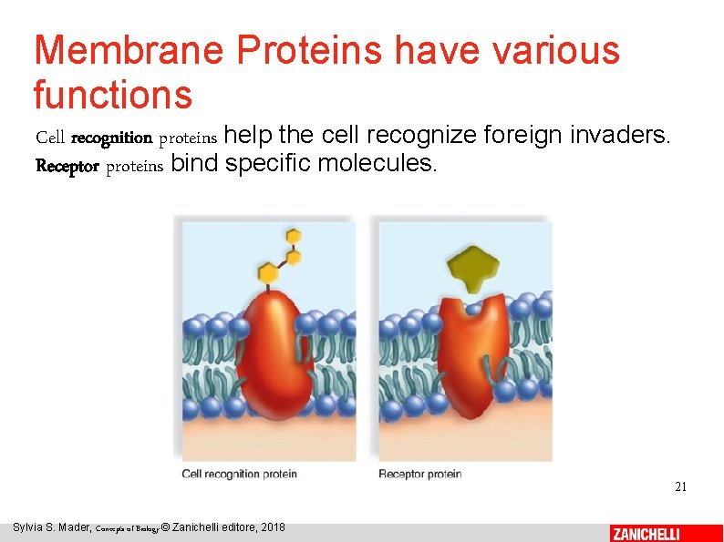 Membrane Proteins have various functions Cell recognition proteins help the cell recognize foreign invaders.