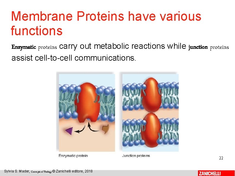 Membrane Proteins have various functions Enzymatic proteins carry out metabolic reactions while junction proteins