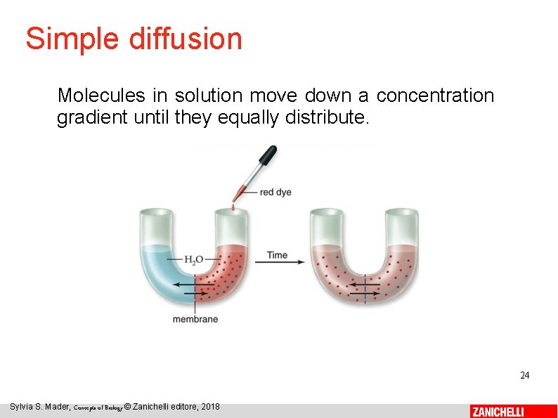 Simple diffusion Molecules in solution move down a concentration gradient until they equally distribute.