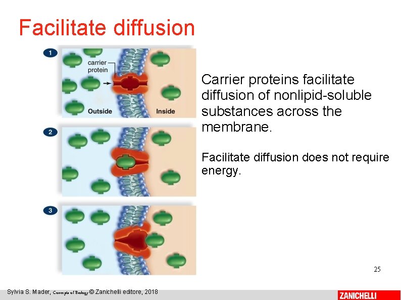 Facilitate diffusion Carrier proteins facilitate diffusion of nonlipid-soluble substances across the membrane. Facilitate diffusion