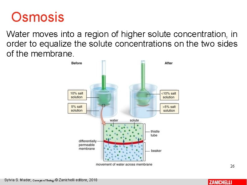 Osmosis Water moves into a region of higher solute concentration, in order to equalize
