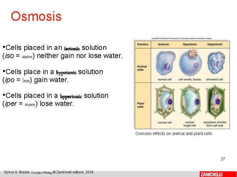 Osmosis • Cells placed in an isotonic solution (iso = same) neither gain nor