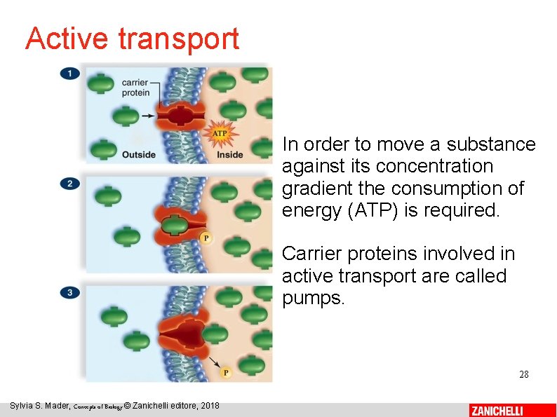 Active transport In order to move a substance against its concentration gradient the consumption