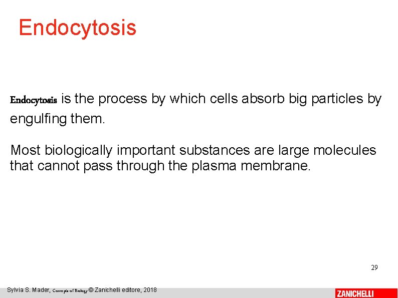 Endocytosis is the process by which cells absorb big particles by engulfing them. Most