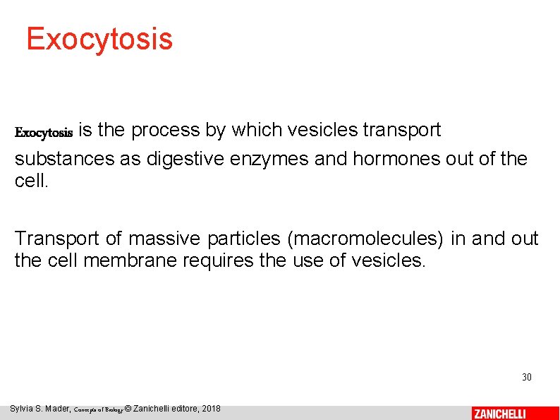 Exocytosis is the process by which vesicles transport substances as digestive enzymes and hormones