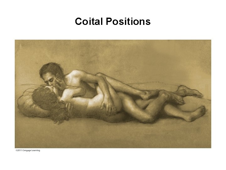 Coital Positions 