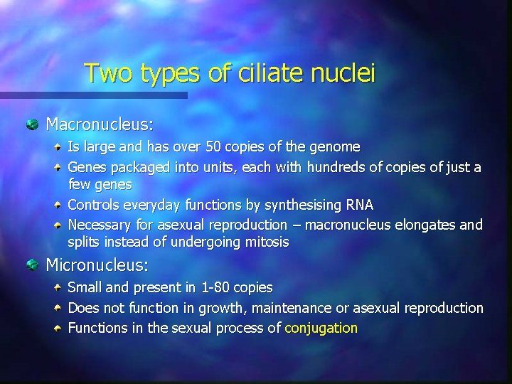 Two types of ciliate nuclei Macronucleus: Is large and has over 50 copies of