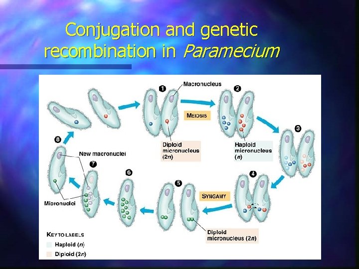 Conjugation and genetic recombination in Paramecium 