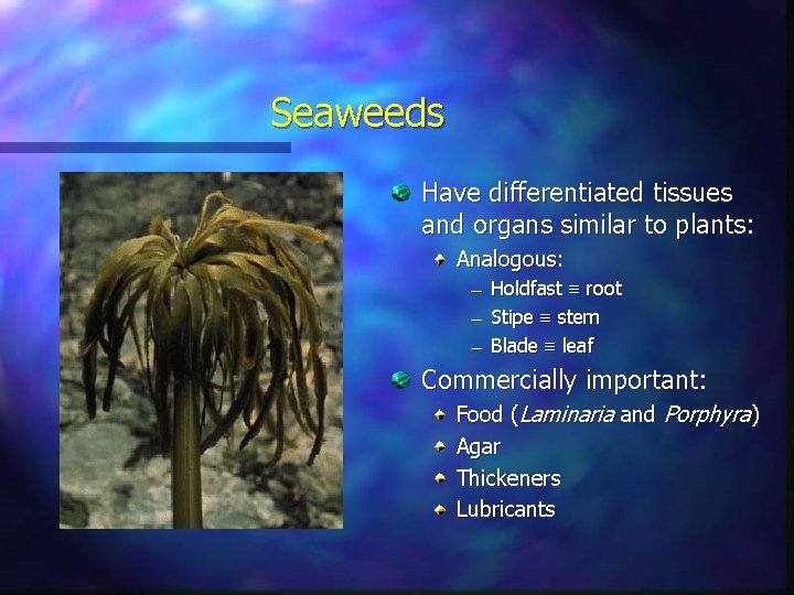 Seaweeds Have differentiated tissues and organs similar to plants: Analogous: — — — Holdfast