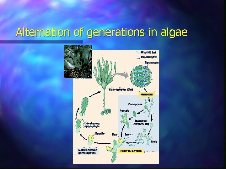 Alternation of generations in algae 