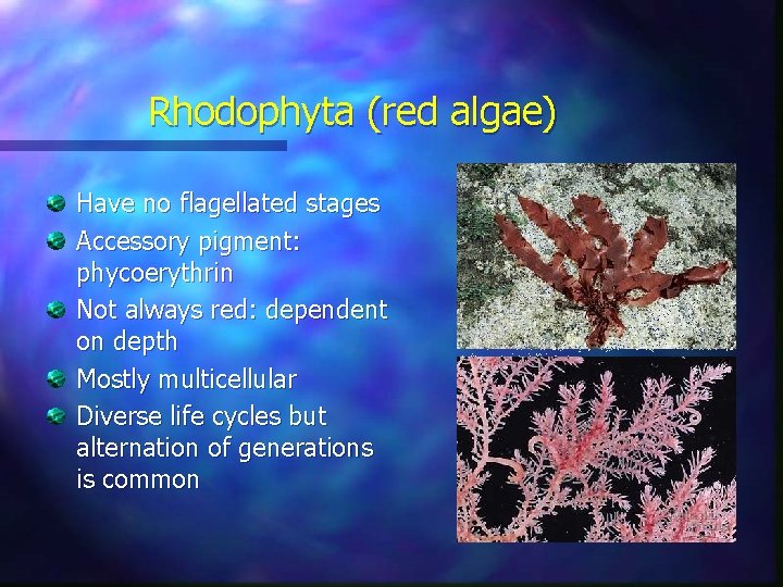 Rhodophyta (red algae) Have no flagellated stages Accessory pigment: phycoerythrin Not always red: dependent