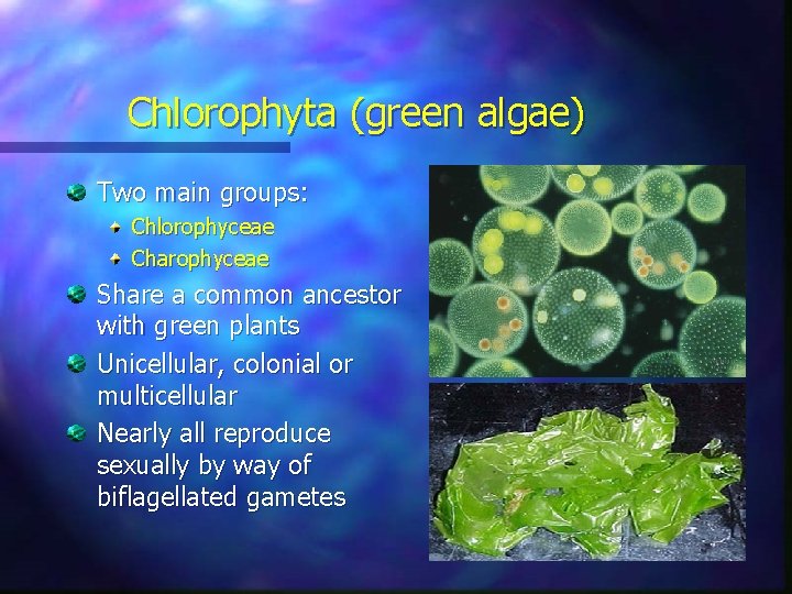Chlorophyta (green algae) Two main groups: Chlorophyceae Charophyceae Share a common ancestor with green