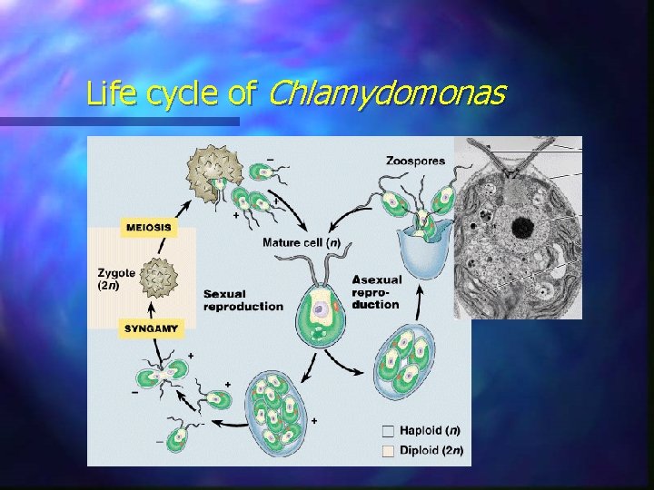 Life cycle of Chlamydomonas 