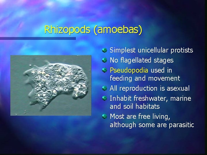 Rhizopods (amoebas) Simplest unicellular protists No flagellated stages Pseudopodia used in feeding and movement