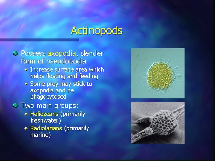 Actinopods Possess axopodia, slender form of pseudopodia Increase surface area which helps floating and