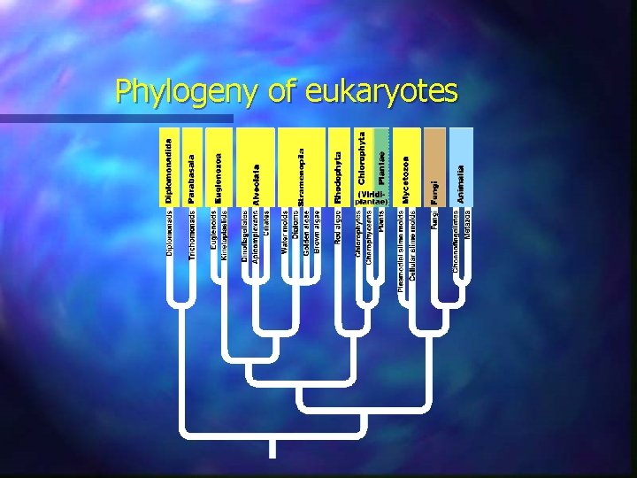 Phylogeny of eukaryotes 