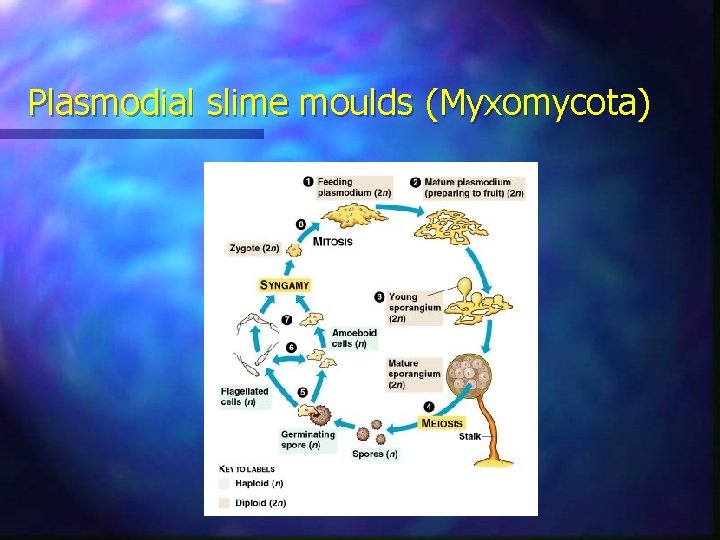 Plasmodial slime moulds (Myxomycota) 