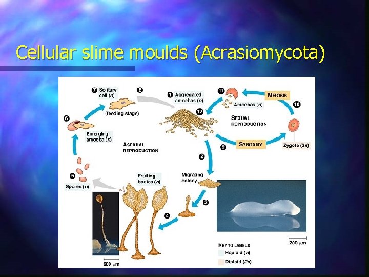 Cellular slime moulds (Acrasiomycota) 