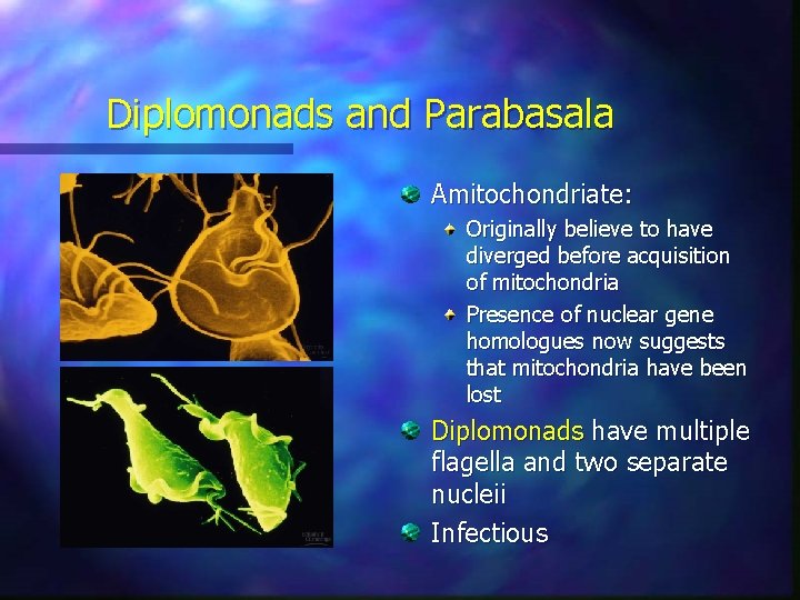 Diplomonads and Parabasala Amitochondriate: Originally believe to have diverged before acquisition of mitochondria Presence