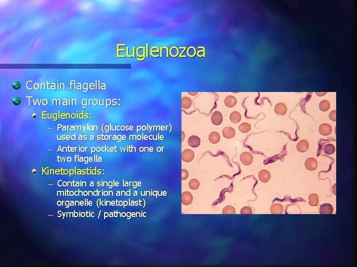 Euglenozoa Contain flagella Two main groups: Euglenoids: — — Paramylon (glucose polymer) used as