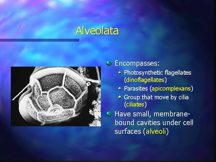 Alveolata Encompasses: Photosynthetic flagellates (dinoflagellates) Parasites (apicomplexans) Group that move by cilia (ciliates) Have