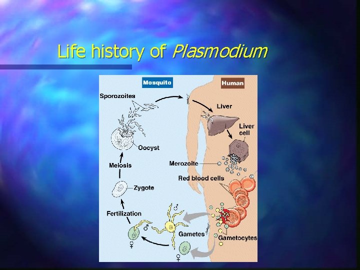 Life history of Plasmodium 